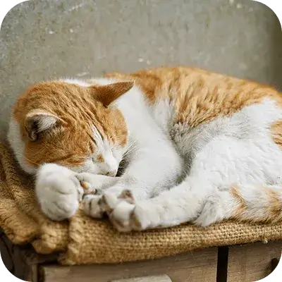猫が丸まって寝ています