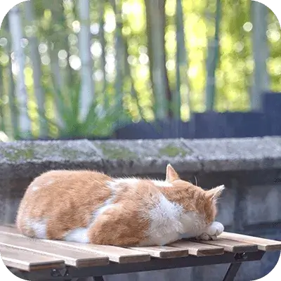 猫が寝ています