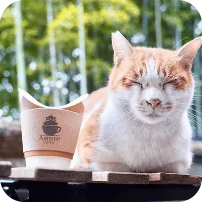 猫が正面を向いて寝ています