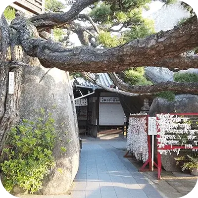 松の木の向こうにお寺が見えます