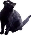 黒い猫が上を向いている