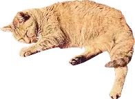 トラ猫が寝ている