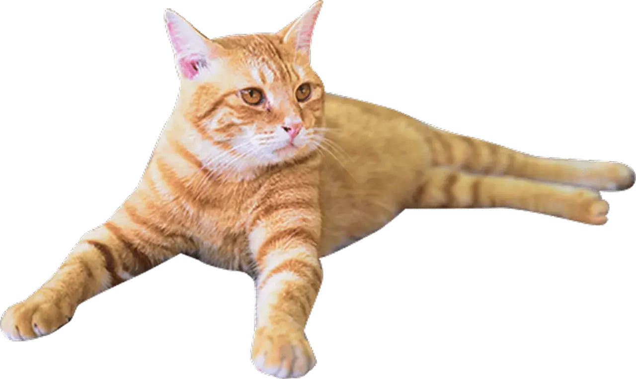 座っているトラ猫